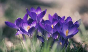 Purple flowers in grass 