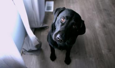 What You Should Know About Prepayment Penalties a black dog looking confused inside a home