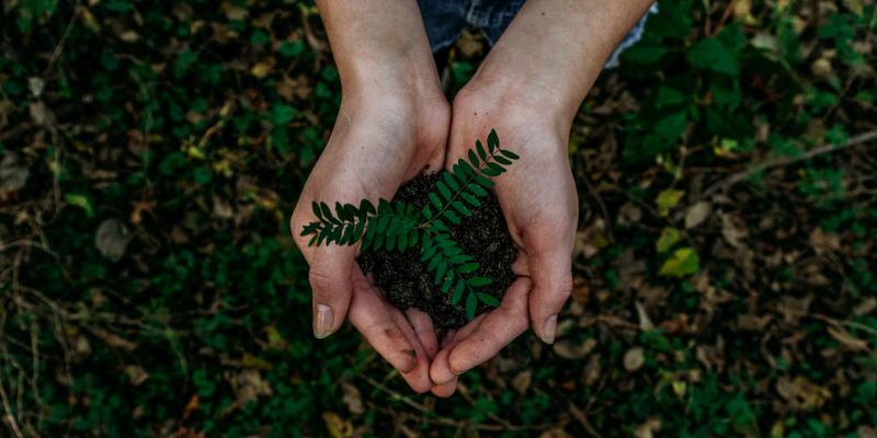 How to Go Green at Home hands holding a seedling