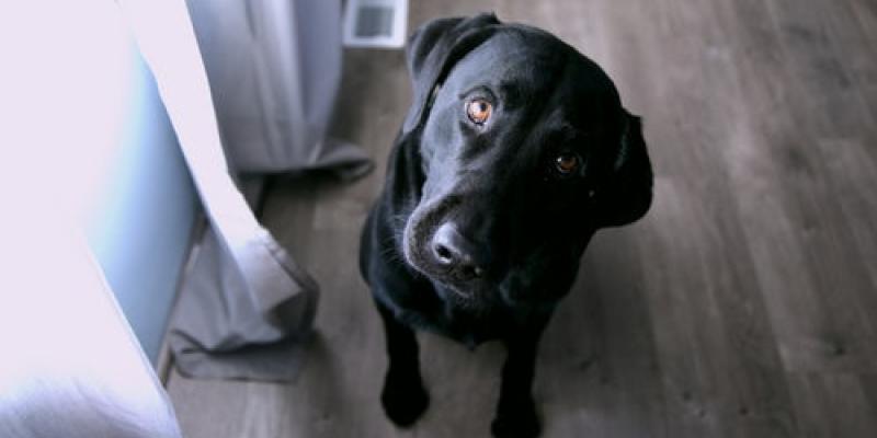 What You Should Know About Prepayment Penalties a black dog looking confused inside a home